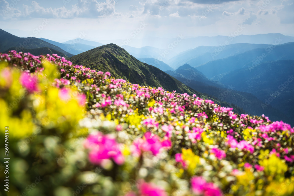 夏季，杜鹃花覆盖了山脉和草地。紫色的日出光在前方闪耀