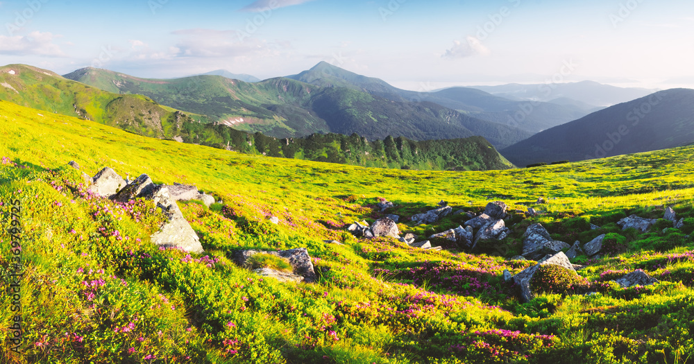 Rhododendron flowers covered mountains meadow in summer time. Beauty sunrise light glowing on a fore