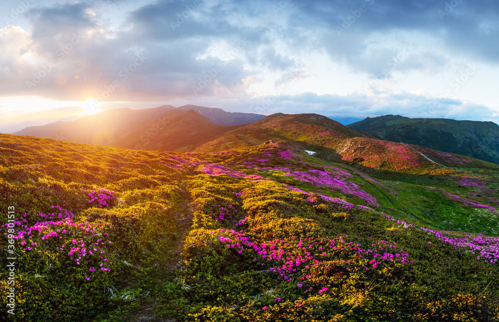 夏天，杜鹃花覆盖了山脉和草地。紫色的日出光在前方闪耀