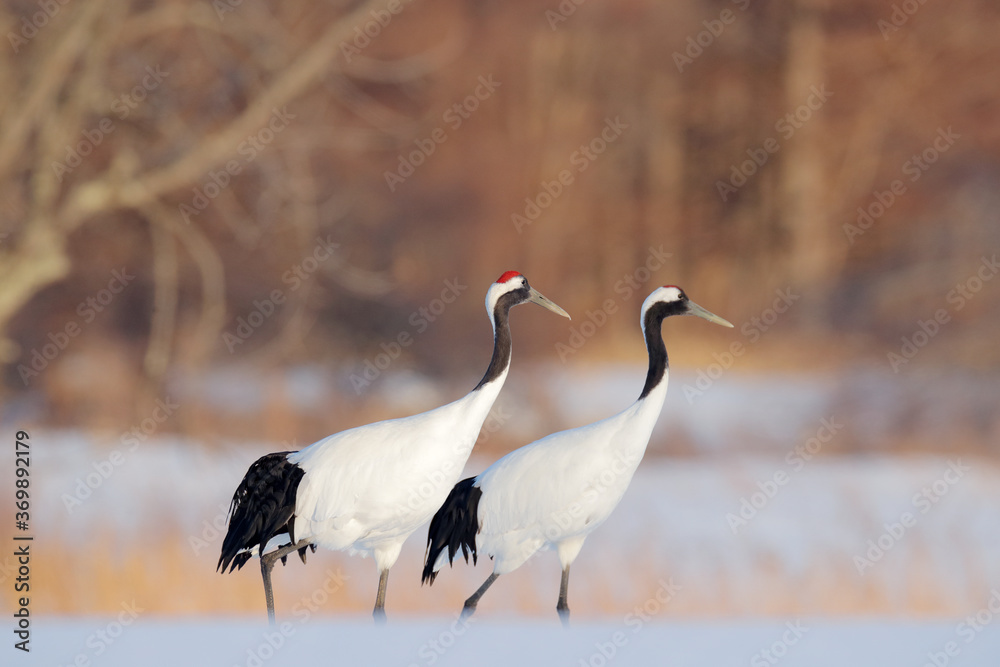 Snowy meadow, with dancing cranes, Hokkaido, Japan. Winter scene with snowflakes. Red-crowned cranes