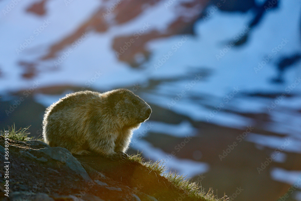 可爱的胖动物Marmot，坐在草地上，有着自然岩山栖息地，意大利阿尔卑斯。野生动物