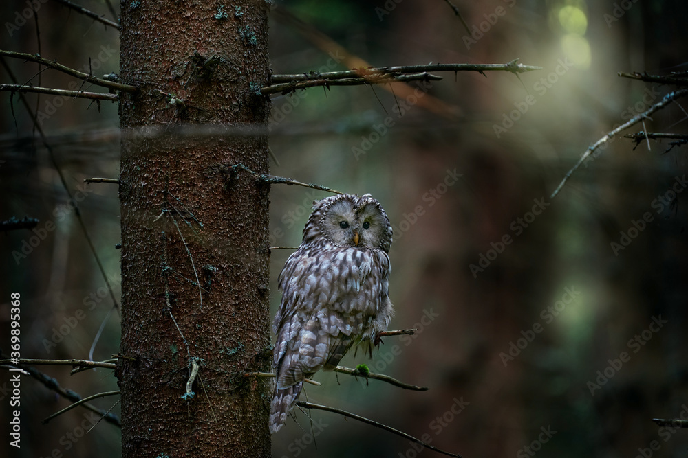 乌拉尔猫头鹰，Strix uralensis，坐在树枝上，在绿叶橡树林中，野生动物场景从n开始