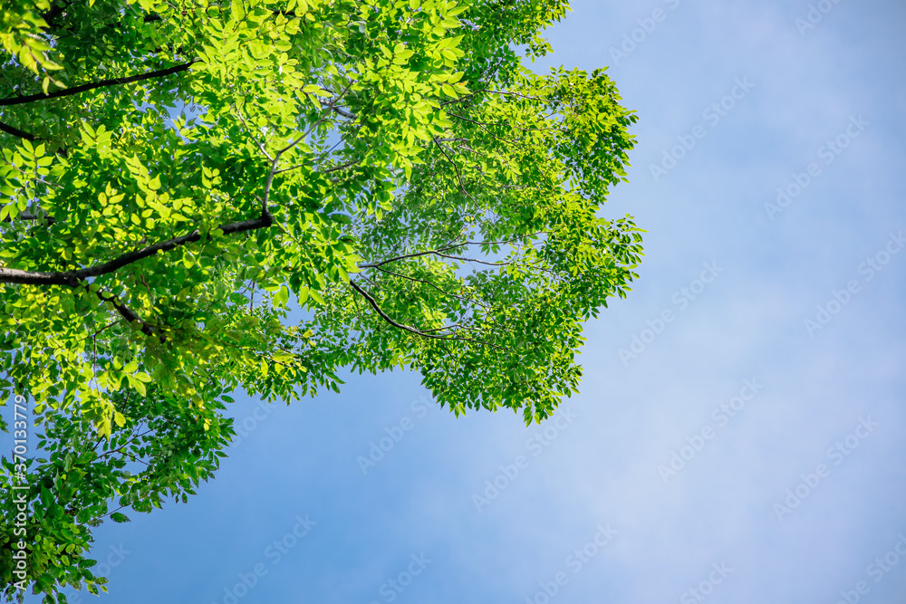 太陽の光が当たる新緑の木