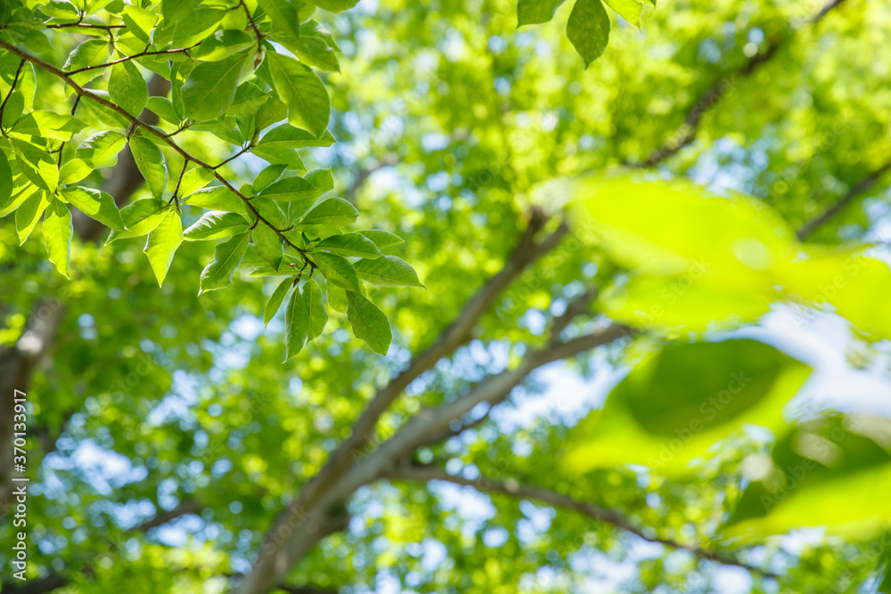 太陽の光が当たる新緑の木