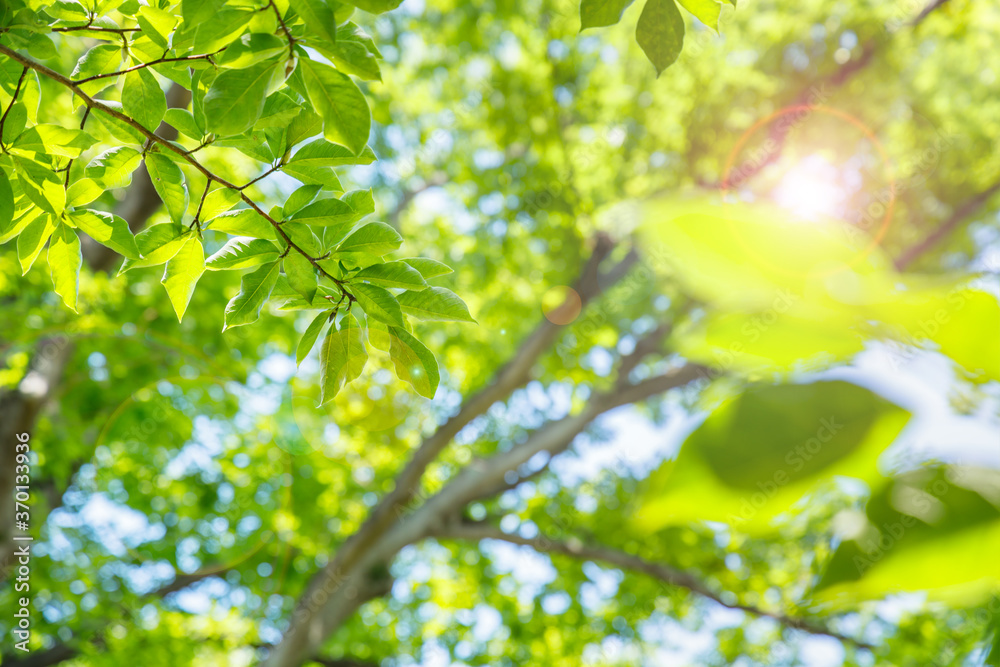 太陽の光が当たる新緑の木