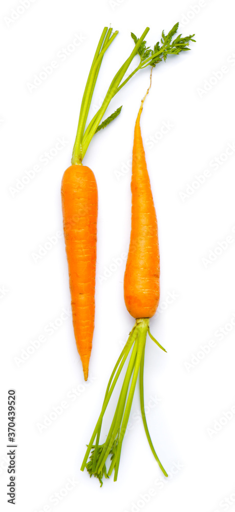 Fresh carrots on white background