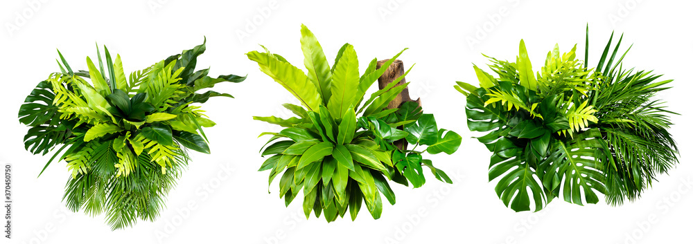 Green leaves of tropical plants bush (Monstera, palm, rubber plant, pine, bird’s nest fern) floral a