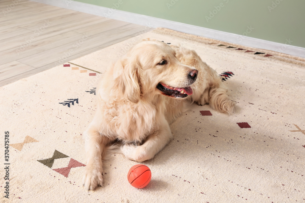 Cute funny dog on soft carpet at home