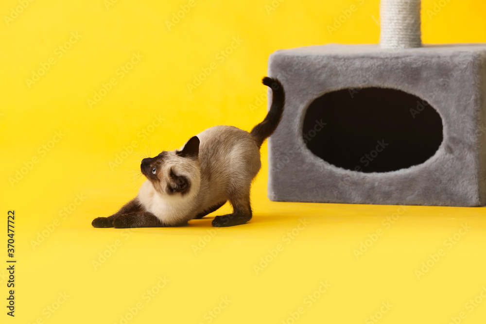 Cute Thai cat playing with scratching post on color background