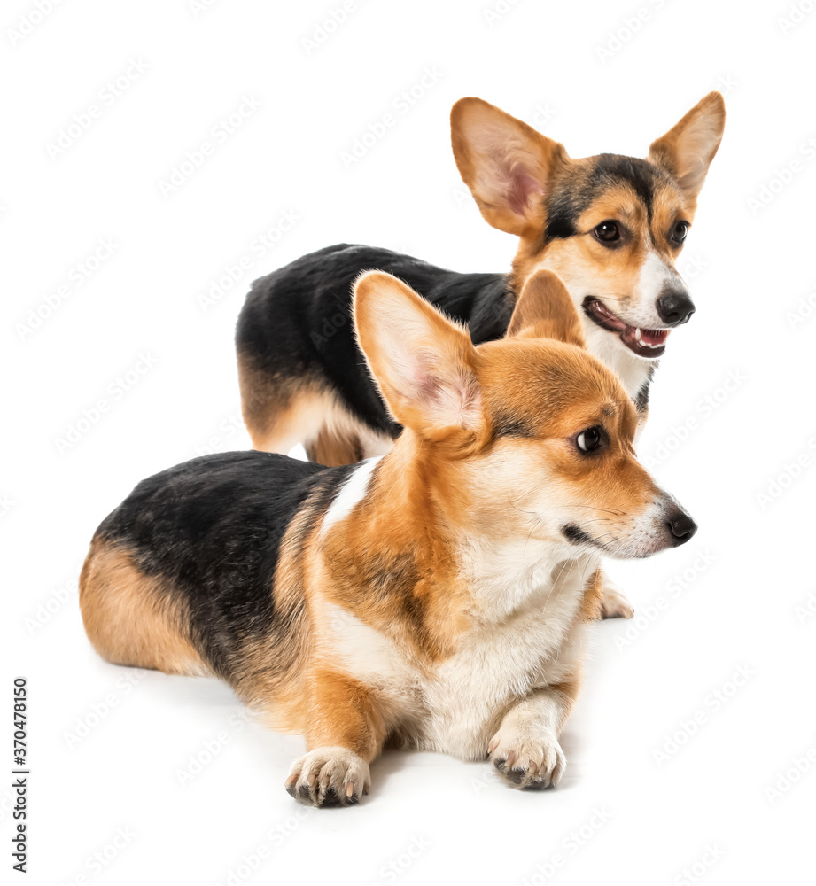 Cute corgi dogs on white background