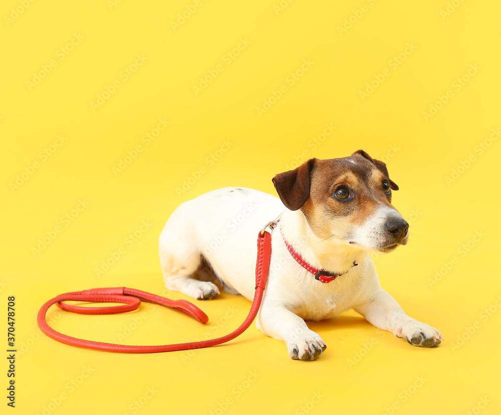 Cute Jack Russel terrier with lead on color background