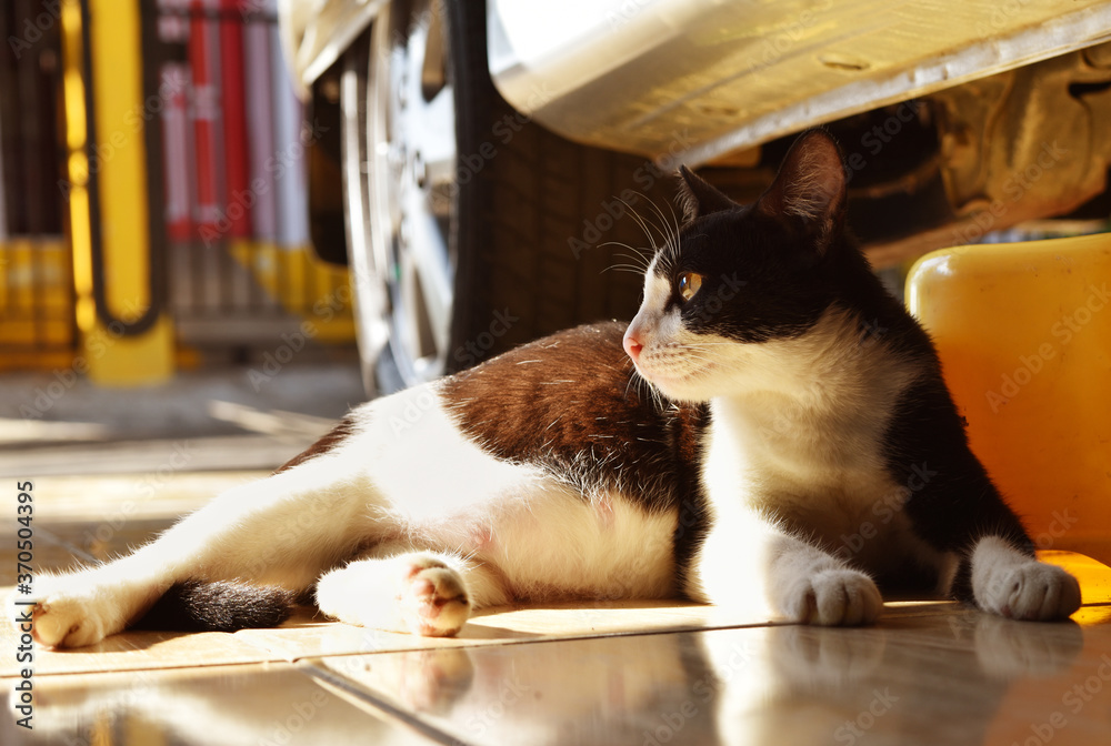 家里怀孕的猫躺在地板上