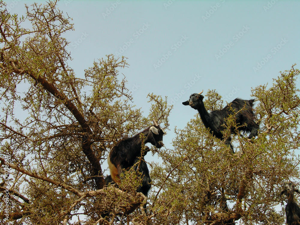 Chèvres perchées dans un arganier au Maroc