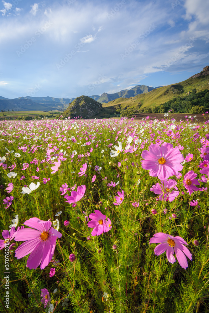 Beautiful pink and white cosmos flowers. Eastern Free State. South Africa.