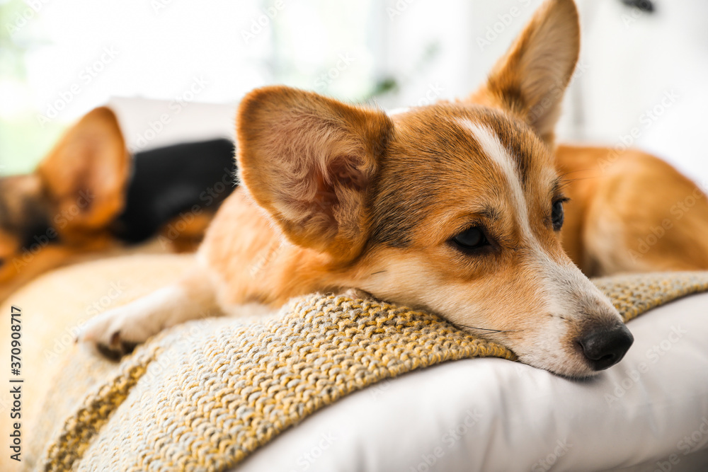 可爱的柯基犬在家休息