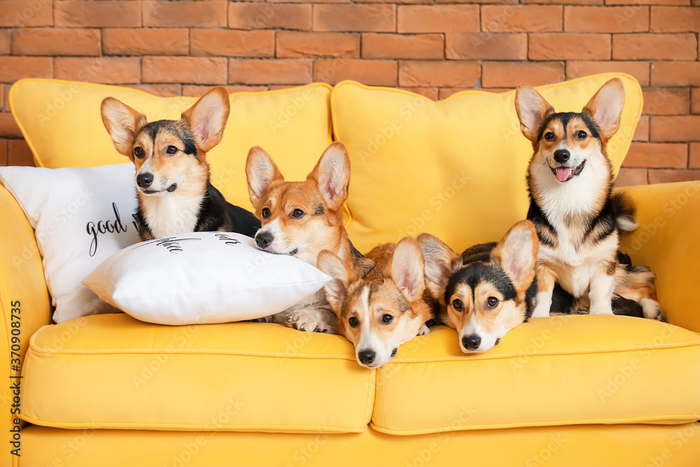 Cute corgi dogs resting on sofa at home