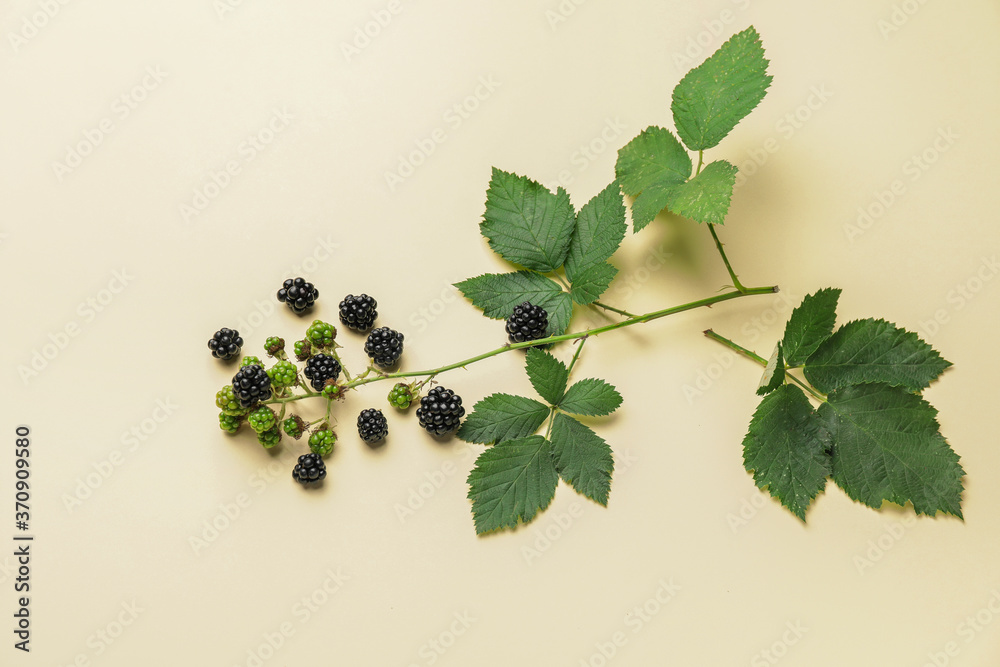 Tasty blackberry on color background