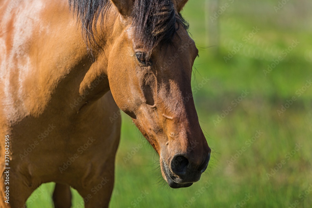 Bay Horse on a Pasture