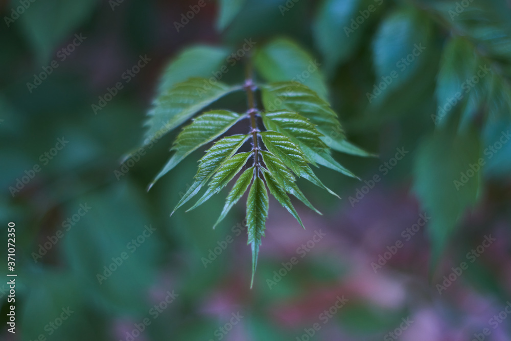 Young leaves of campsis grow. The beautiful symmetry of the pointed leaves indicates the direction. 