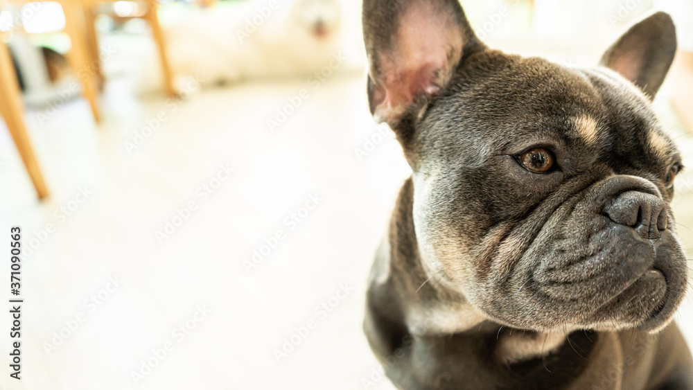 Puppy Black French bulldog looking away