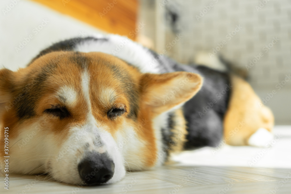 Close up of cute corgi face.corgi sleeping on the ground.