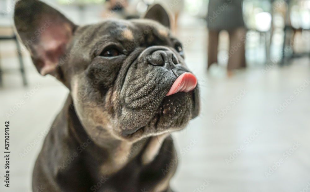 黑色法国斗牛犬幼犬饿了。