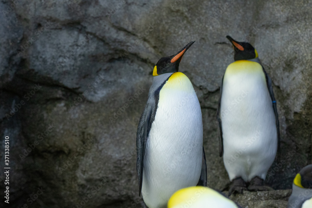 Penguin standing on rocks in natural habitat