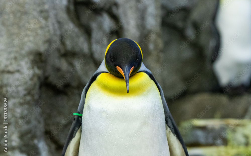 Penguin standing on rocks in natural habitat