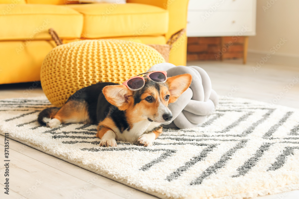 Cute corgi dog at home