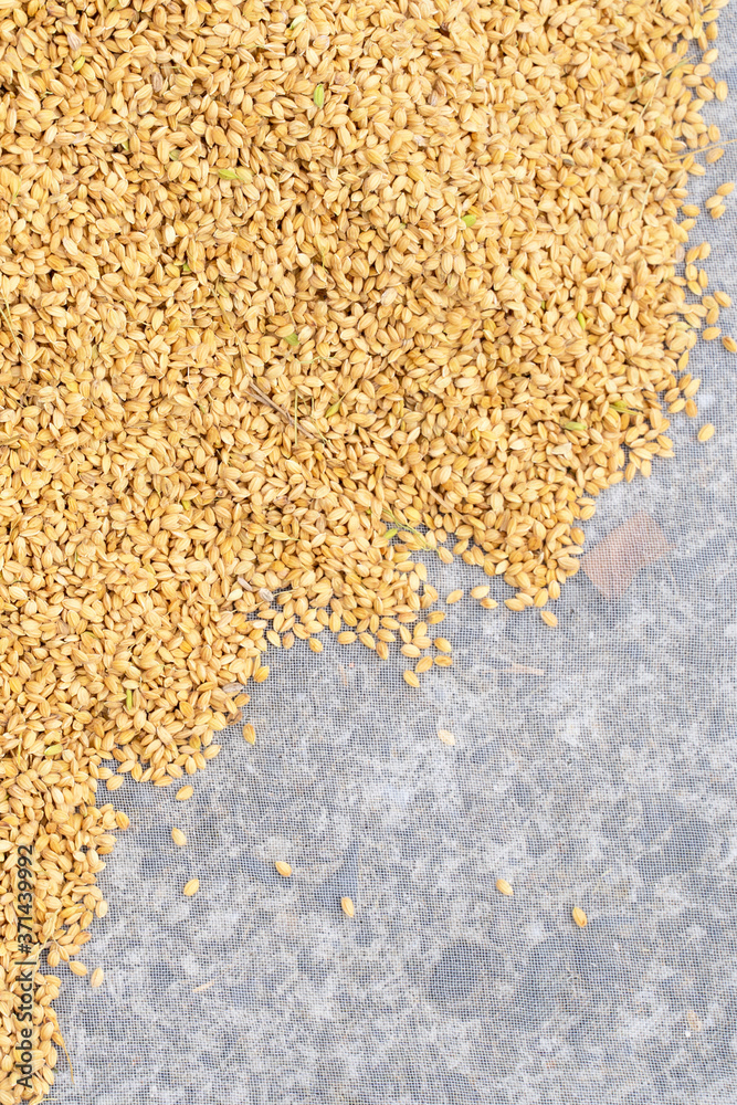 Raw rice crop exposured with sunlight on a white cotton cloth outside the procedure factory before p