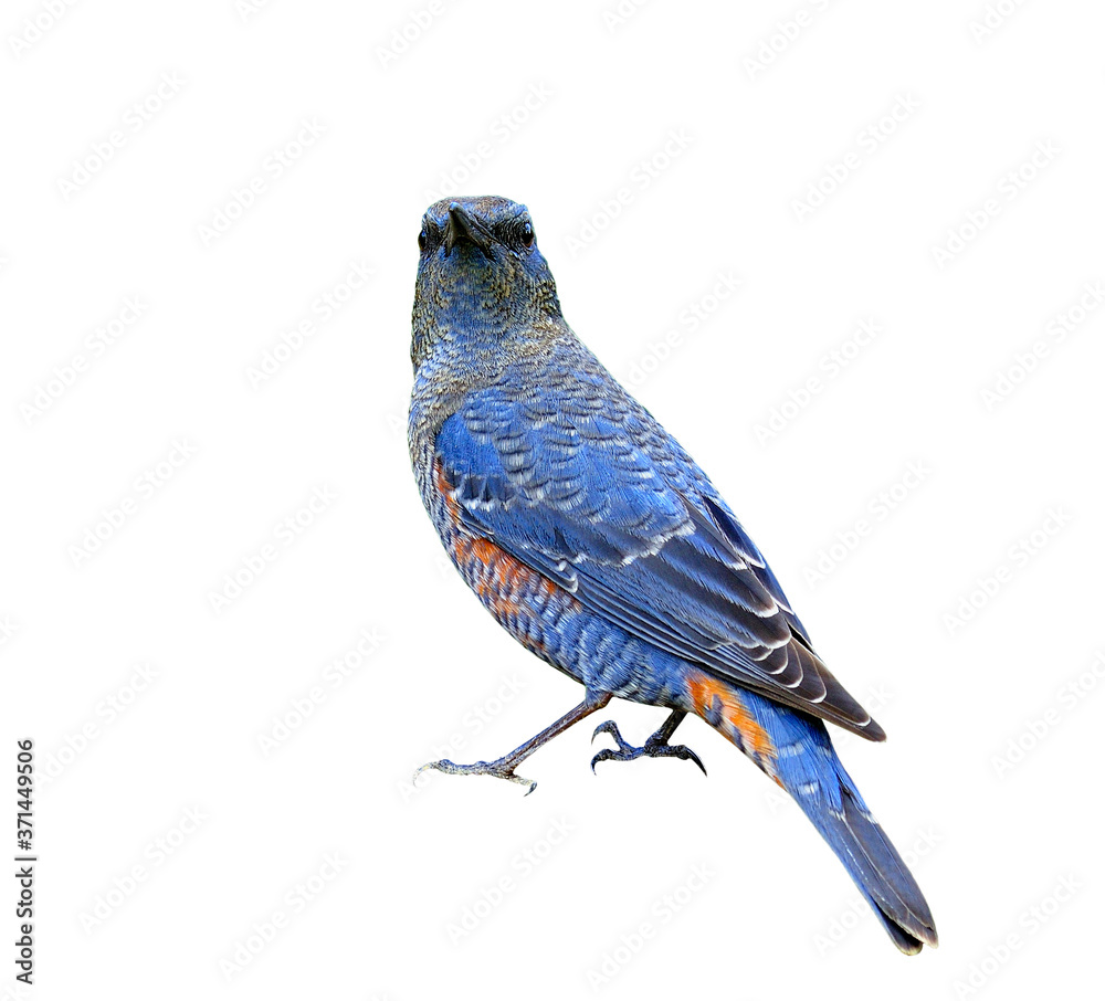 Beautiful Blue Bird, Blue Rock Thrush (Monticola solitarius) isolated on white background details fr