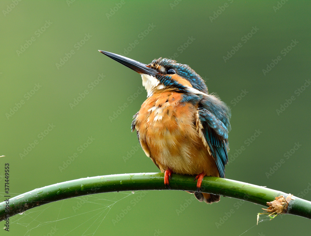 Beautiful blue bird, Common kingfisher (Alcedo atthis) perching on green branch looking up sky while