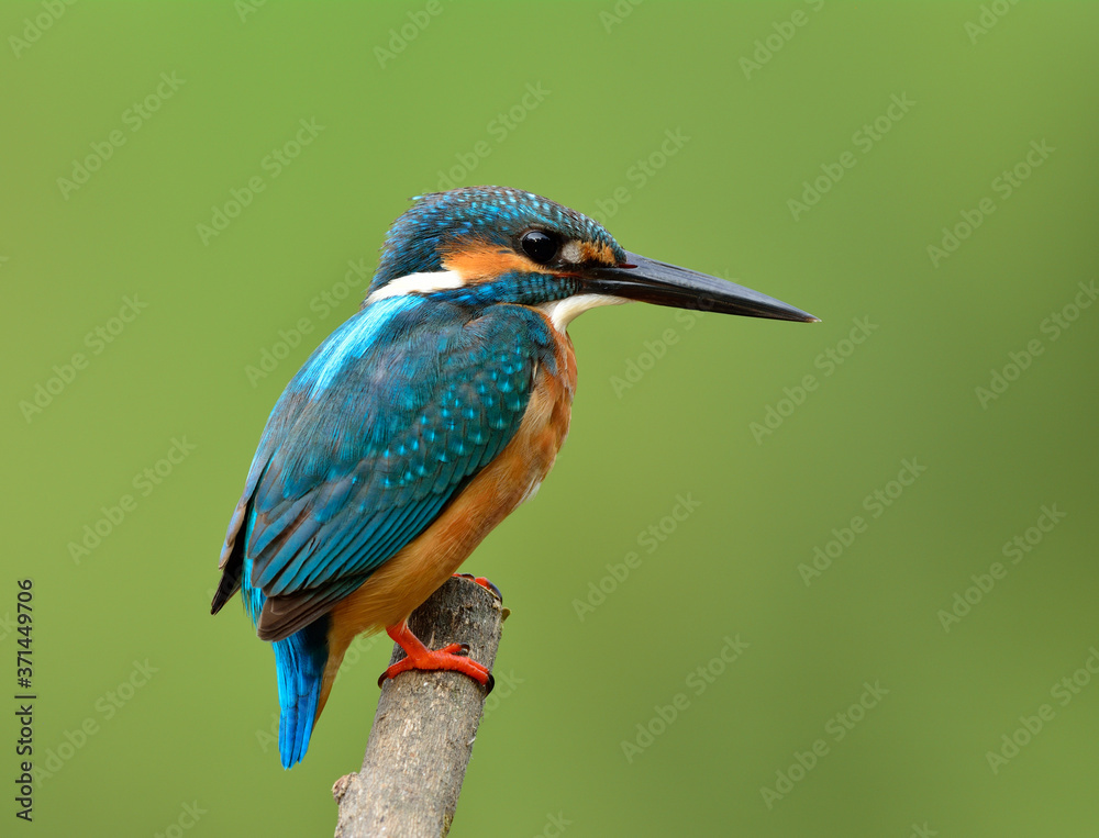 Beautiful blue bird, Common kingfisher (Alcedo atthis) perching on wooden branch patiently wait to c