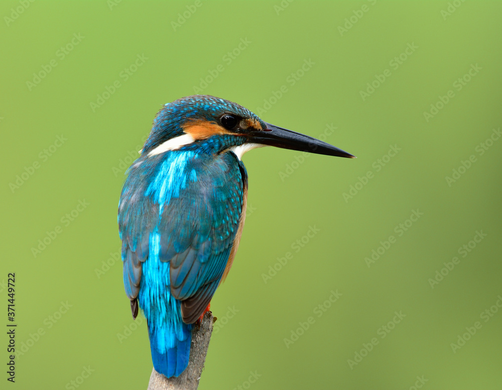 Beautiful blue bird, Common kingfisher (Alcedo atthis) perching on wooden branch wait to catching a 