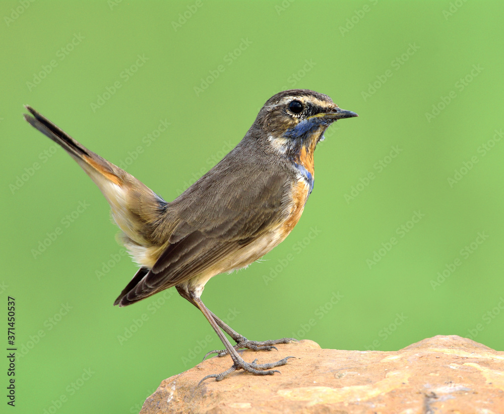 蓝喉（Luscinia svecica）美丽的棕色鸟类，脖子上栖息着橙色和蓝色的羽毛