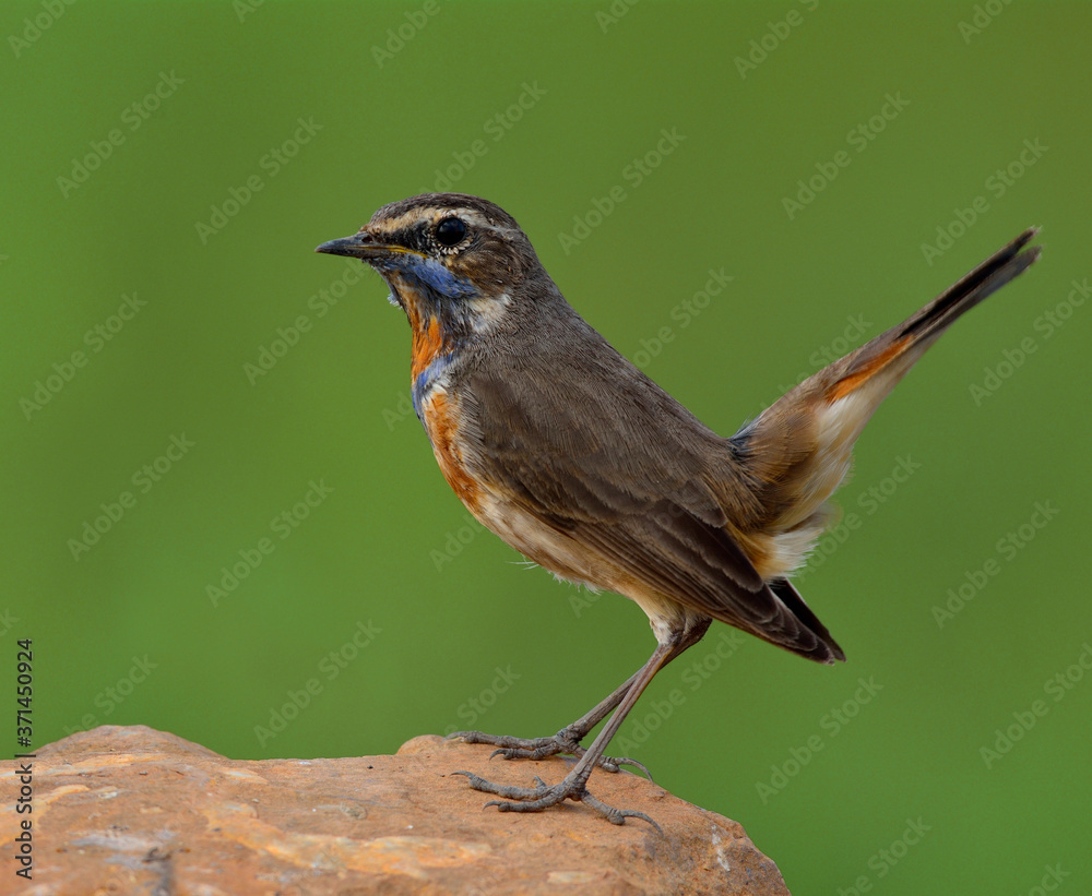 蓝喉（Luscinia svecica）美丽的棕色鸟类，脖子上有橙色和蓝色的羽毛栖息