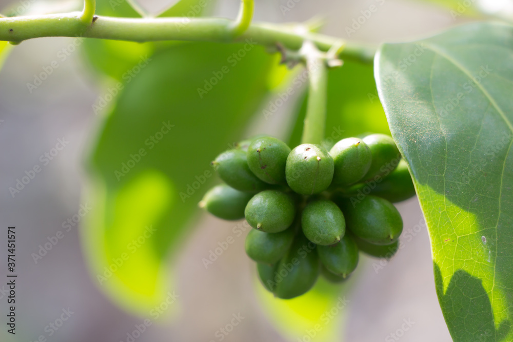 特写种子Ylang Ylang在树上