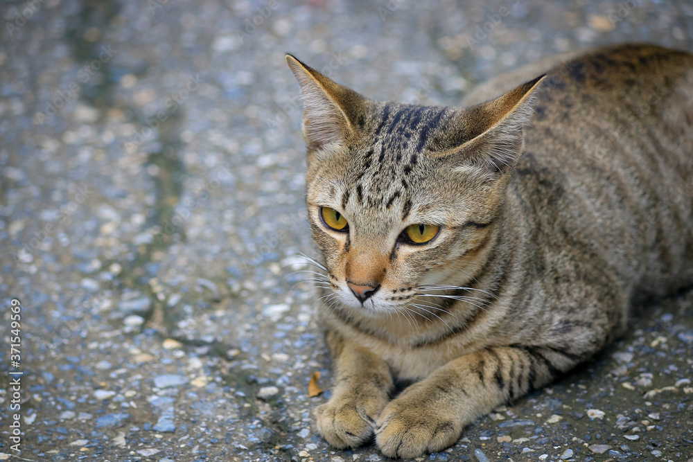 The cat has the pattern like a tiger lying on the street.