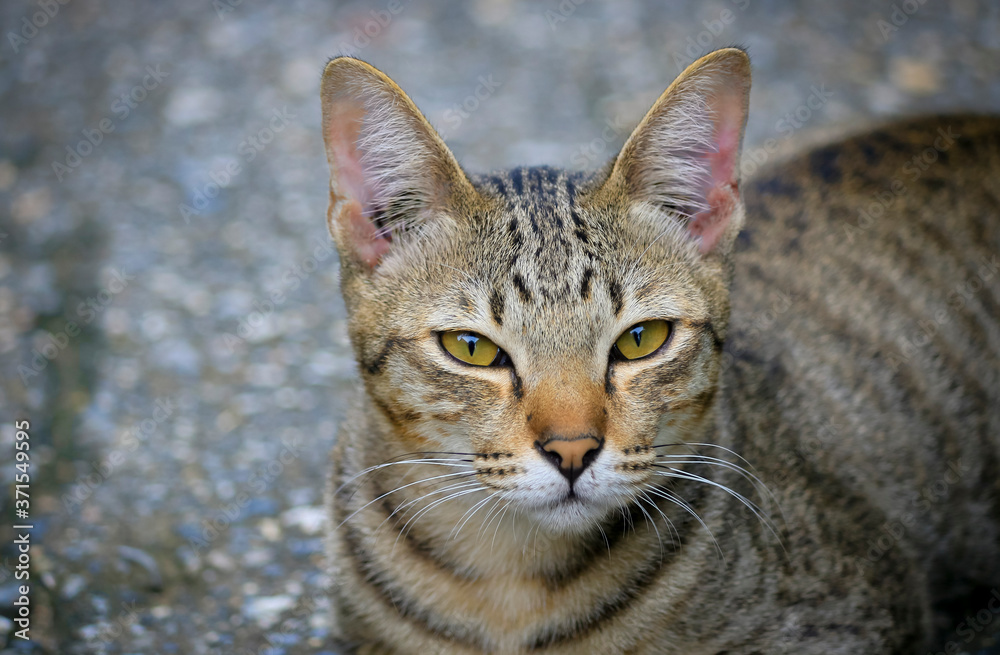 The cat has the pattern like a tiger lying on the street.