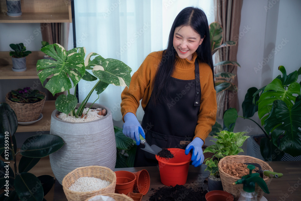 一位亚洲女士在公寓的房间里种了一棵树，这张照片可以用来做业余爱好