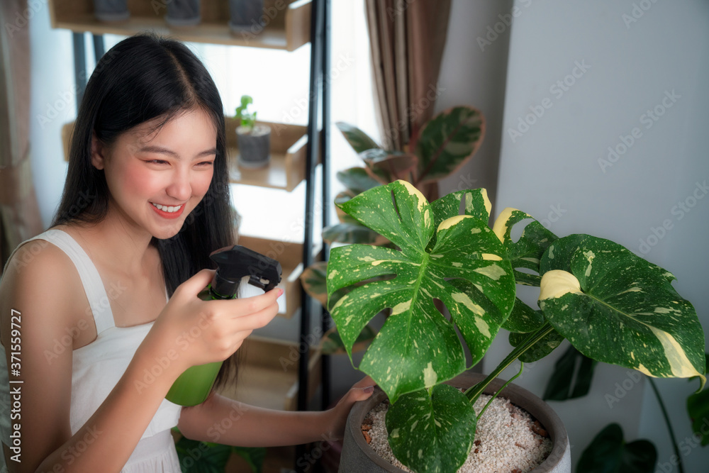 Asian lady watering to Monstera Variegated tree by spray in her room in her condominium