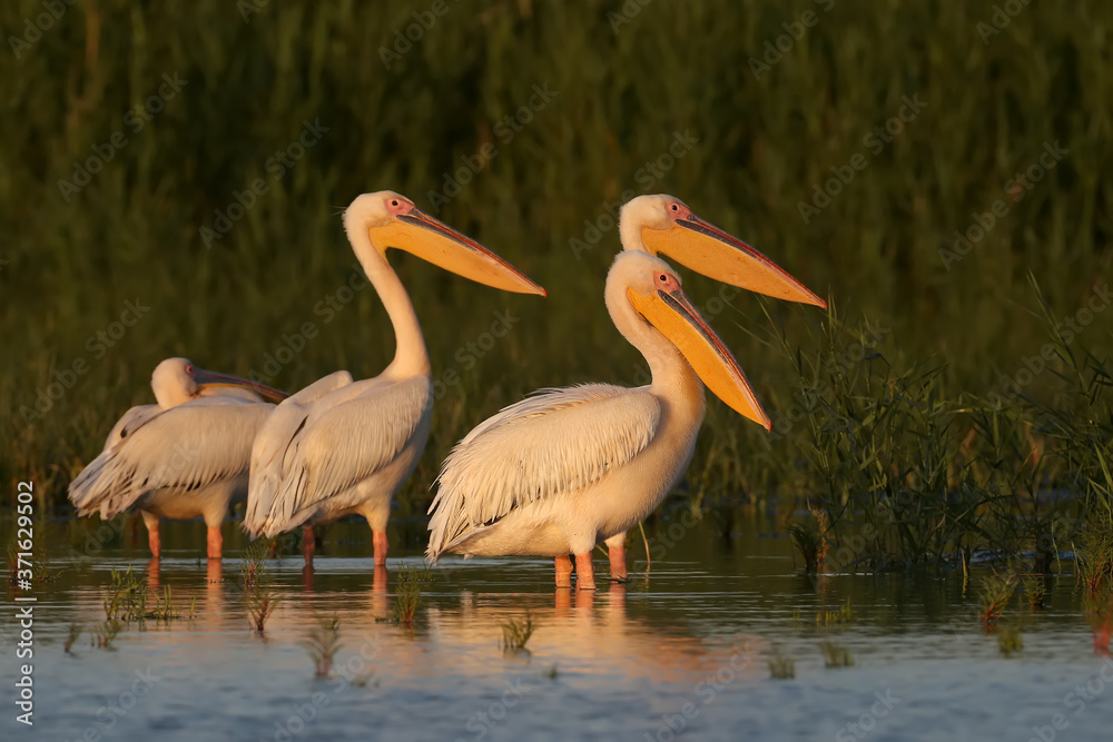 Singles and groups of great white pelican (Pelecanus onocrotalus) are photographed standing in blue 