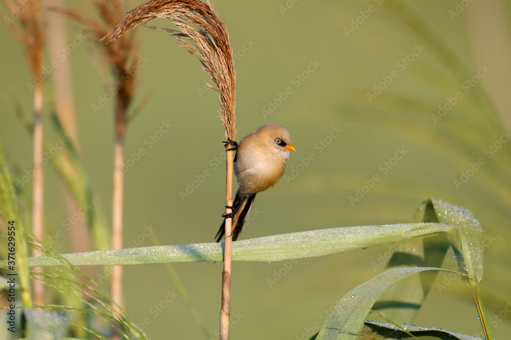 一只年轻的有胡子的芦苇，也被称为有胡子的山雀（Panurus biarmicus），在照片中被特写。