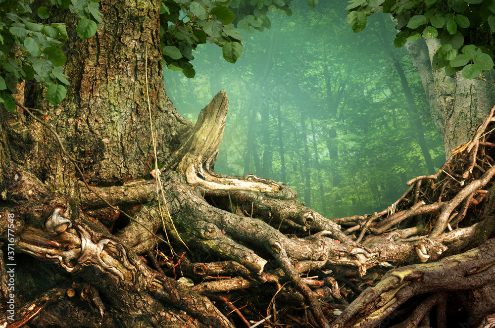 Old crooked shaped roots of massive tree on green forest background