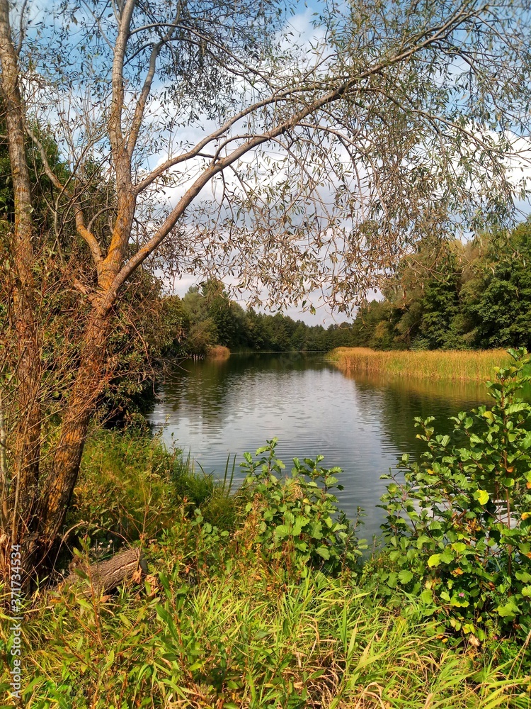 river in the forest