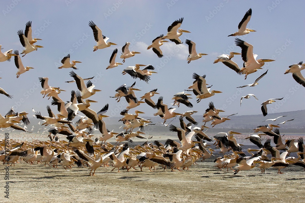 大白鹈鹕，pelecanus onocrotalus，飞行群，肯尼亚纳库鲁湖殖民地