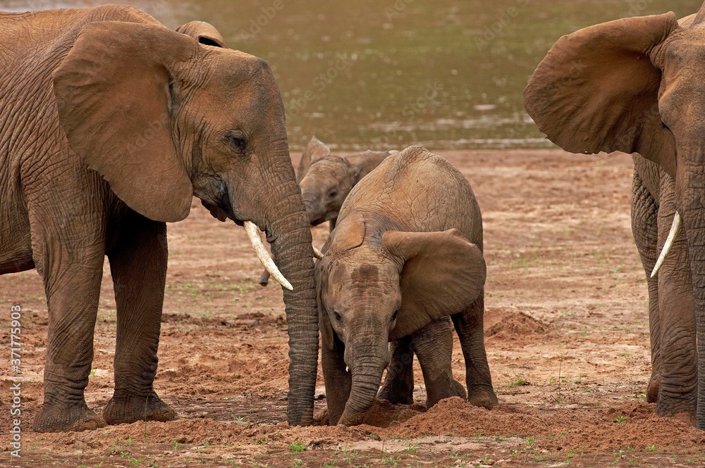 非洲象，loxodota africana，肯尼亚桑布鲁公园河边群