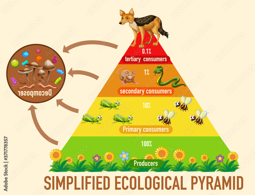 Science simplified ecological pyramid