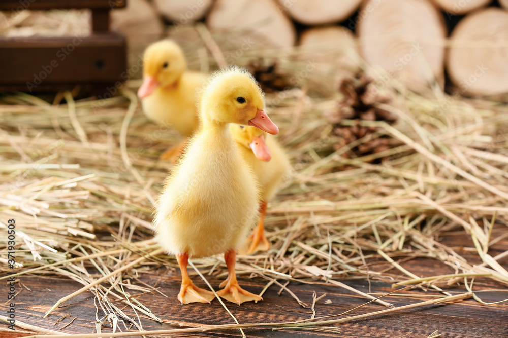 Cute ducklings with straw on table