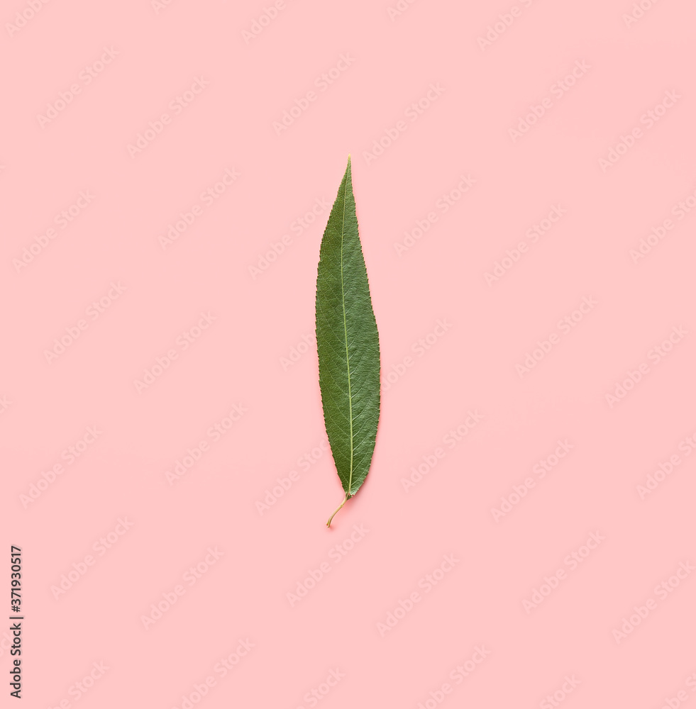 Green osier leaf on color background